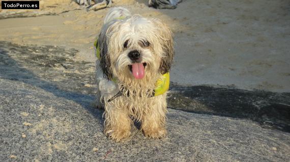 La foto del perro
