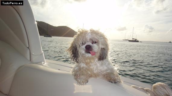 La foto del perro