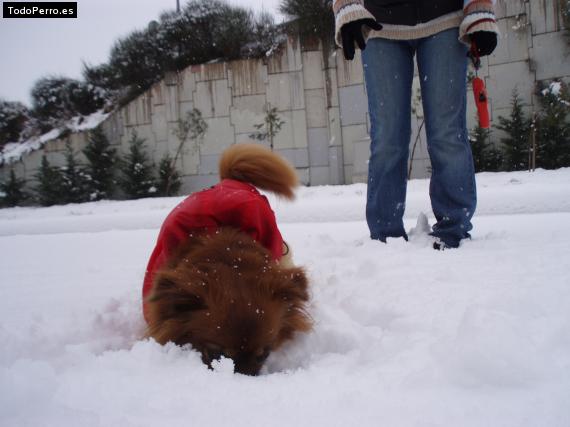 La foto del perro