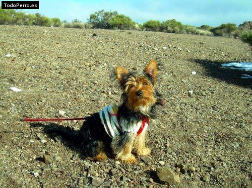 La foto del perro