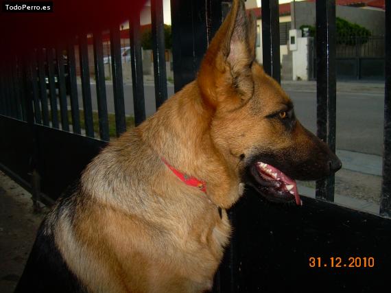 La foto del perro