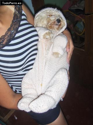 La foto del perro