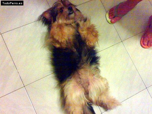 Foto del perro Minnie