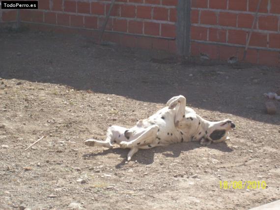 La foto del perro