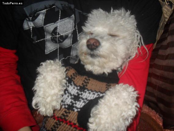 La foto del perro