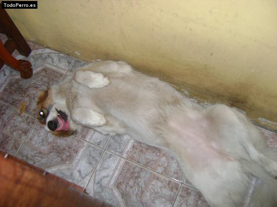 La foto del perro
