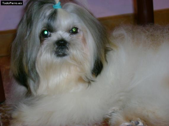 La foto del perro
