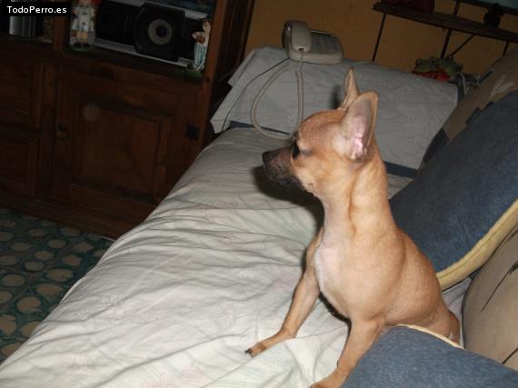 La foto del perro