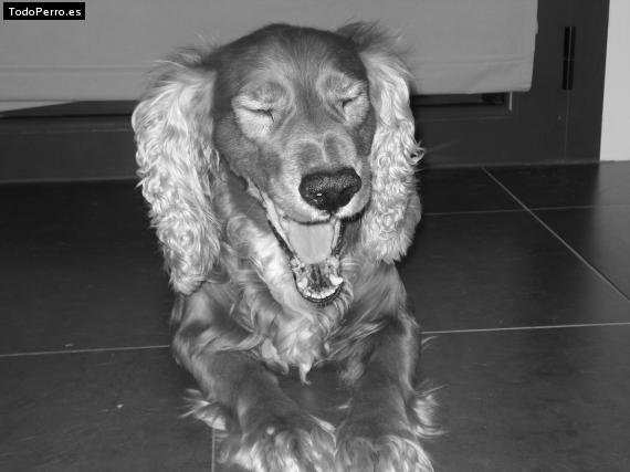 La foto del perro
