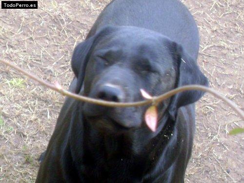 Foto del perro Moro