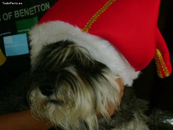 La foto del perro