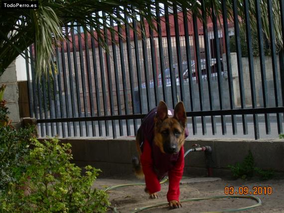 La foto del perro