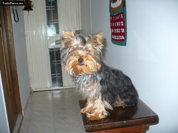 La foto del perro