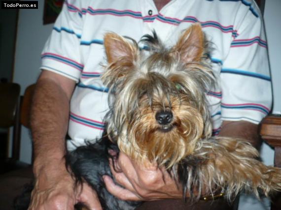 La foto del perro
