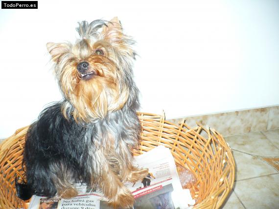 La foto del perro