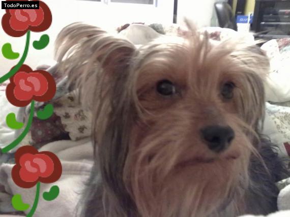 La foto del perro