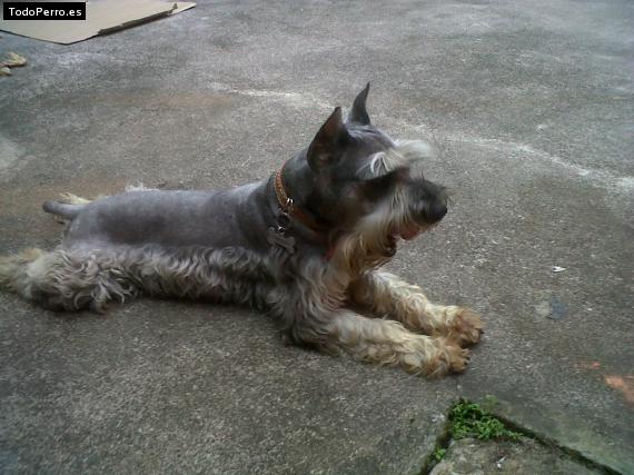La foto del perro