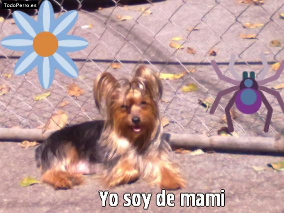 La foto del perro