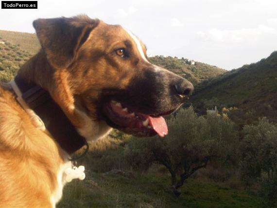 La foto del perro