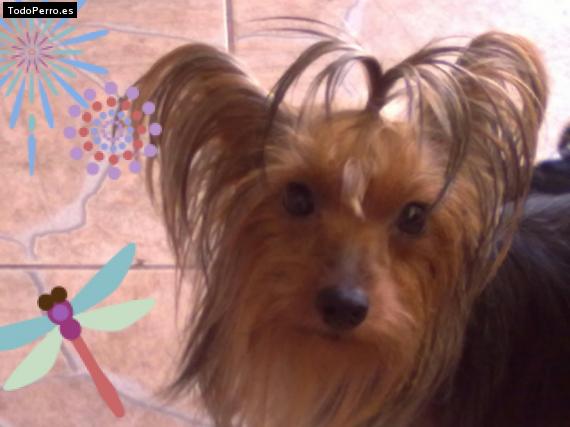 La foto del perro