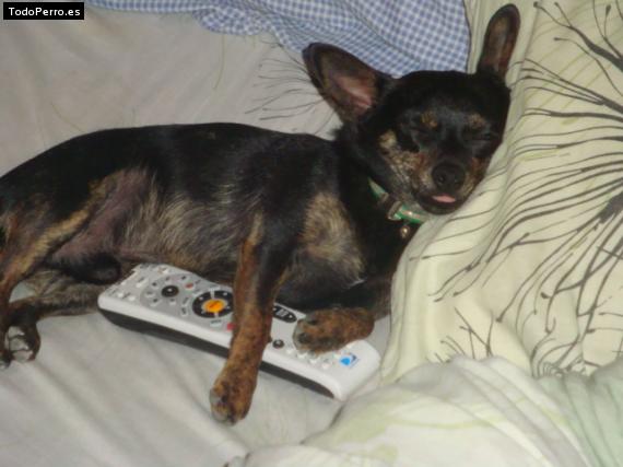 La foto del perro