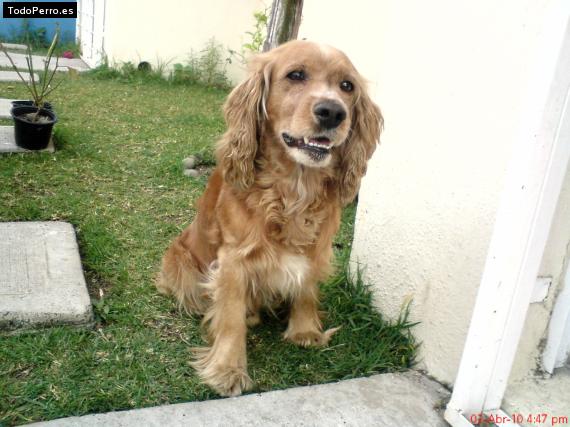 La foto del perro