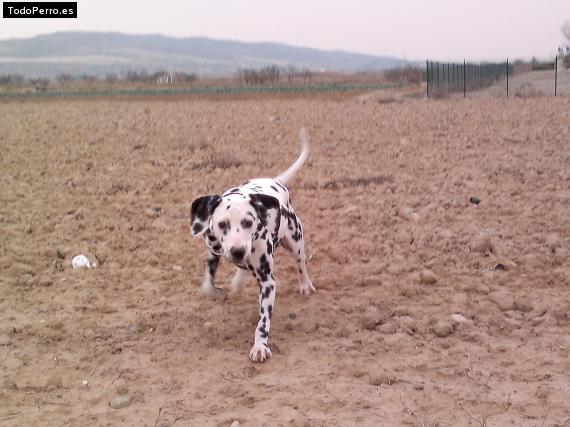 La foto del perro