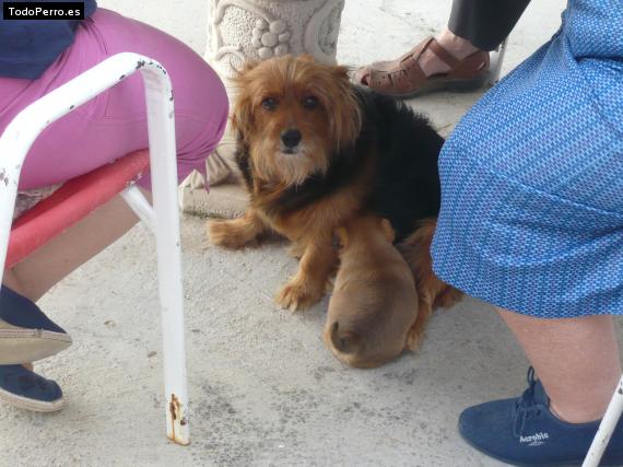 La foto del perro