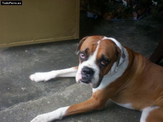 La foto del perro
