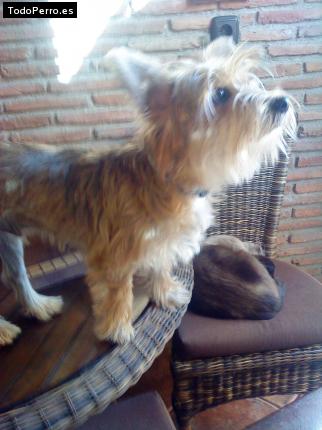 La foto del perro