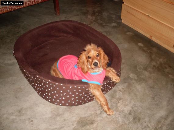 La foto del perro