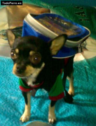 La foto del perro