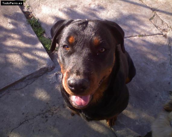 La foto del perro