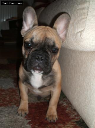 Foto del perro Coko