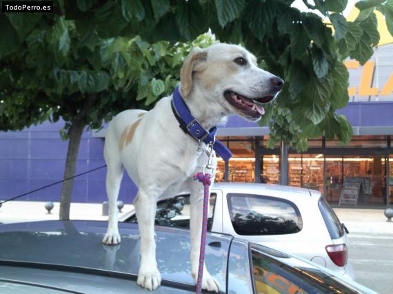 La foto del perro