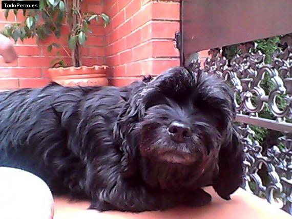 La foto del perro