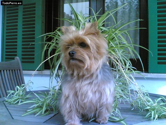 La foto del perro