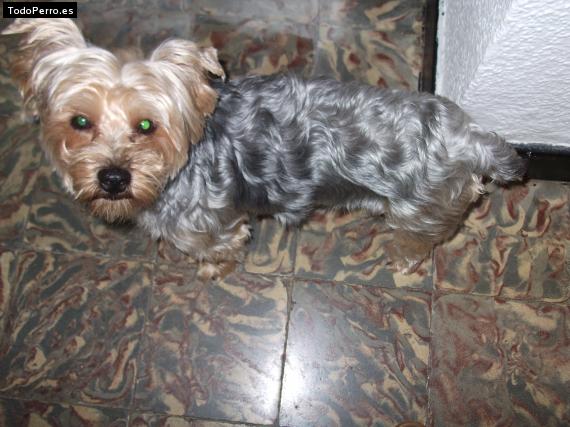 La foto del perro
