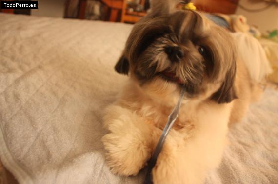 La foto del perro