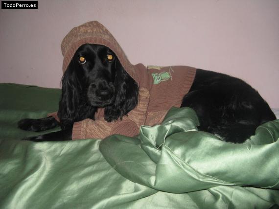La foto del perro
