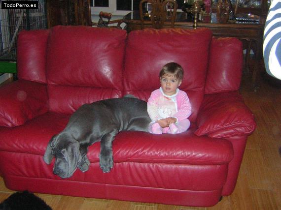 La foto del perro