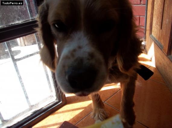 La foto del perro