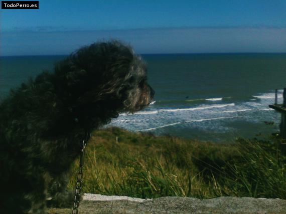 La foto del perro