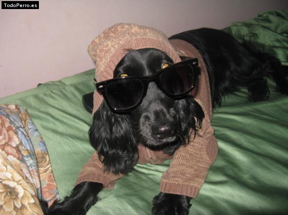 La foto del perro