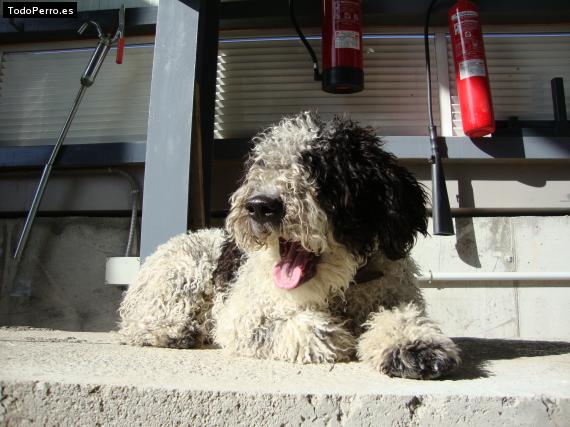 La foto del perro