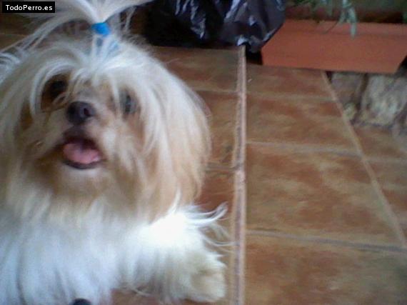 La foto del perro