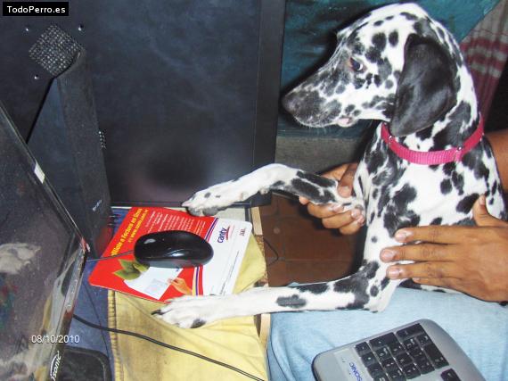 La foto del perro