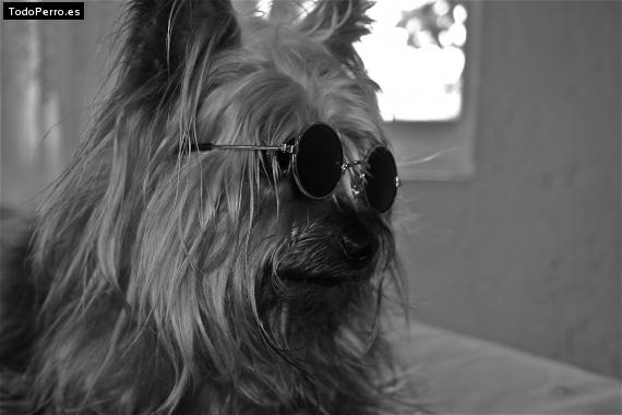 La foto del perro