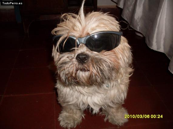 La foto del perro