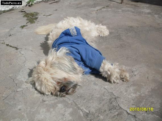 La foto del perro
